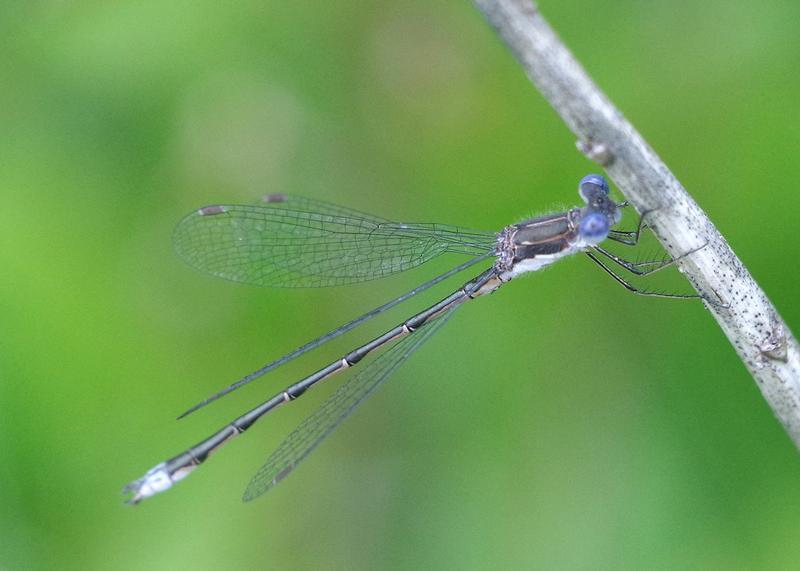 Photo of Spotted Spreadwing