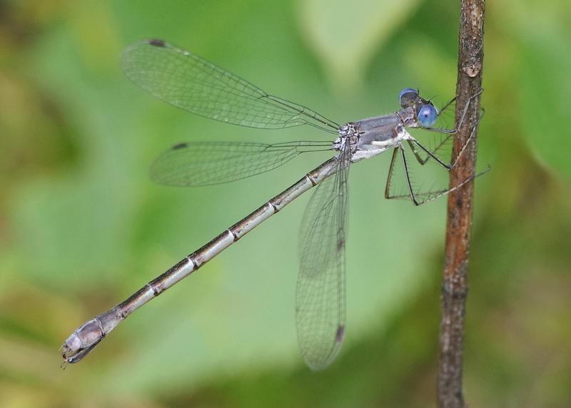 Photo of Sweetflag Spreadwing