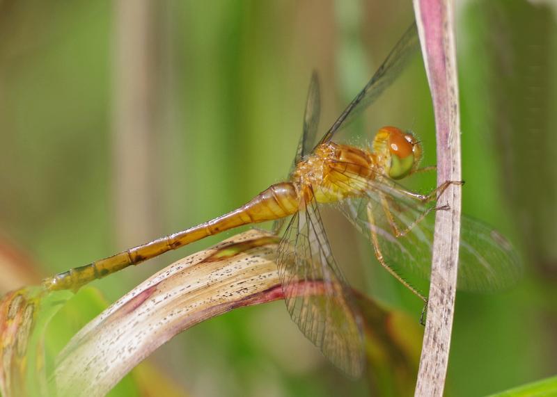 Photo of Autumn Meadowhawk