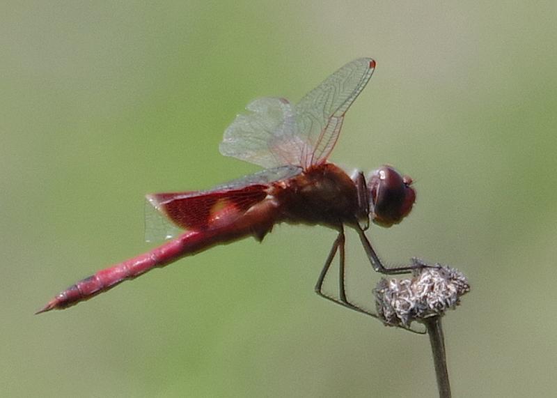 Photo of Red Saddlebags