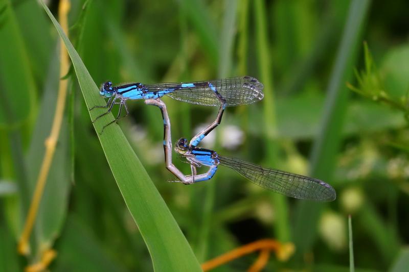 Photo of Tule Bluet