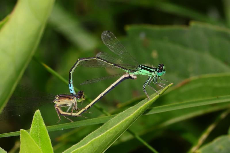 Photo of Eastern Forktail