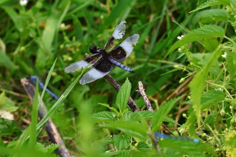 Photo of Widow Skimmer