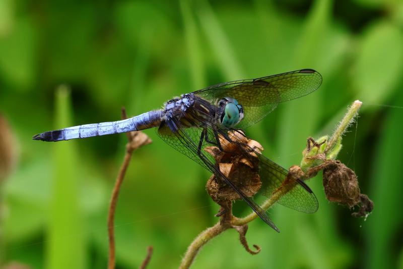 Photo of Blue Dasher