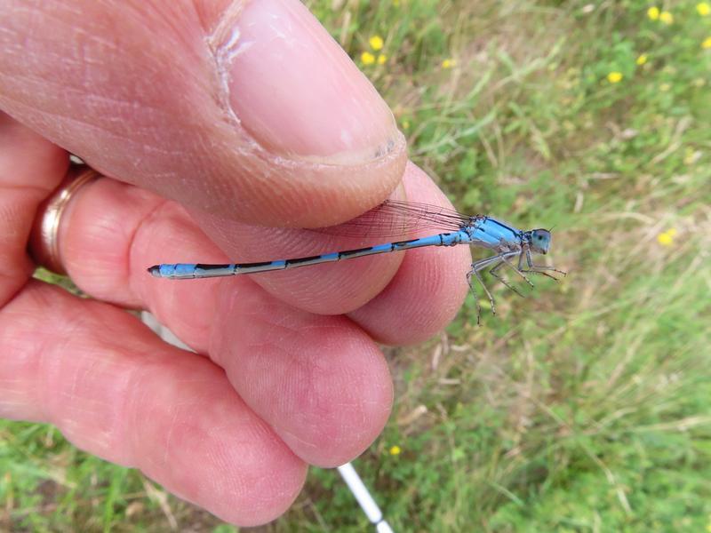 Photo of Tule Bluet