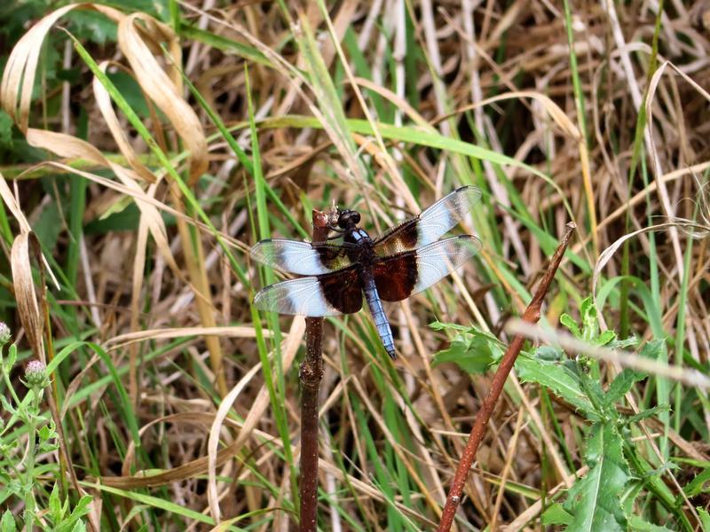 Photo of Widow Skimmer