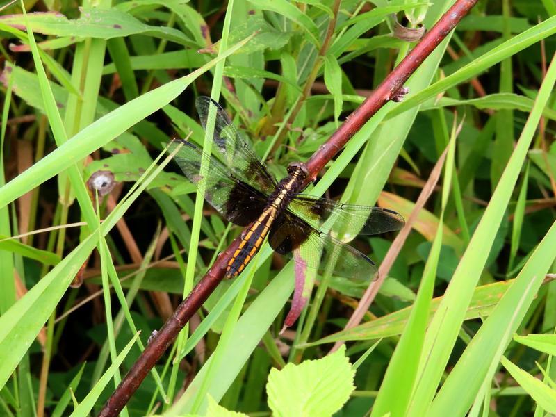 Photo of Widow Skimmer