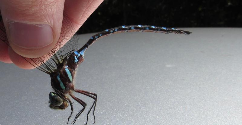 Photo of Black-tipped Darner