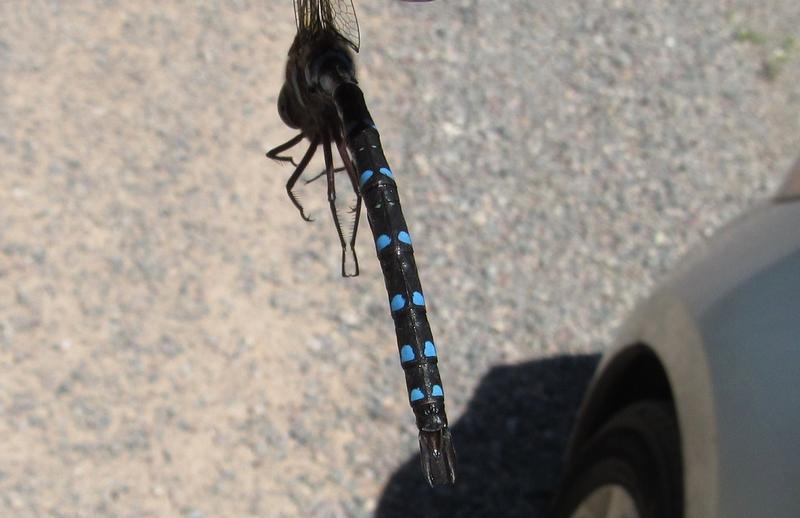 Photo of Black-tipped Darner