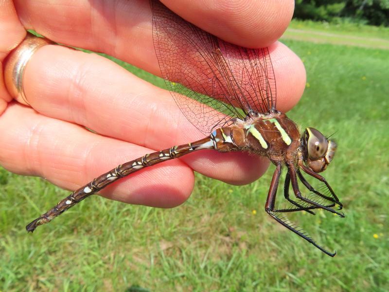 Photo of Shadow Darner