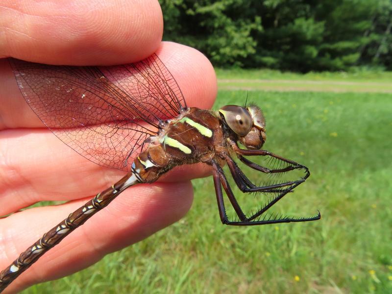 Photo of Shadow Darner