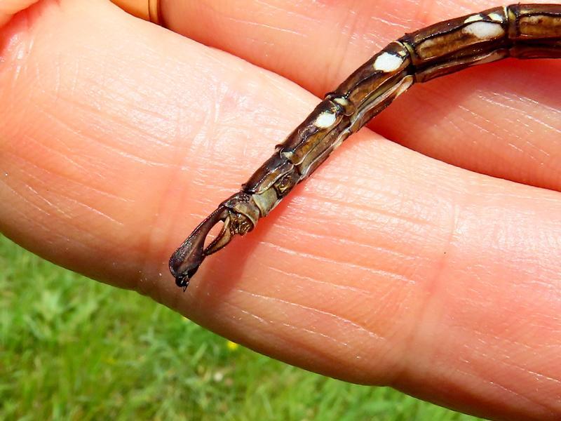 Photo of Shadow Darner