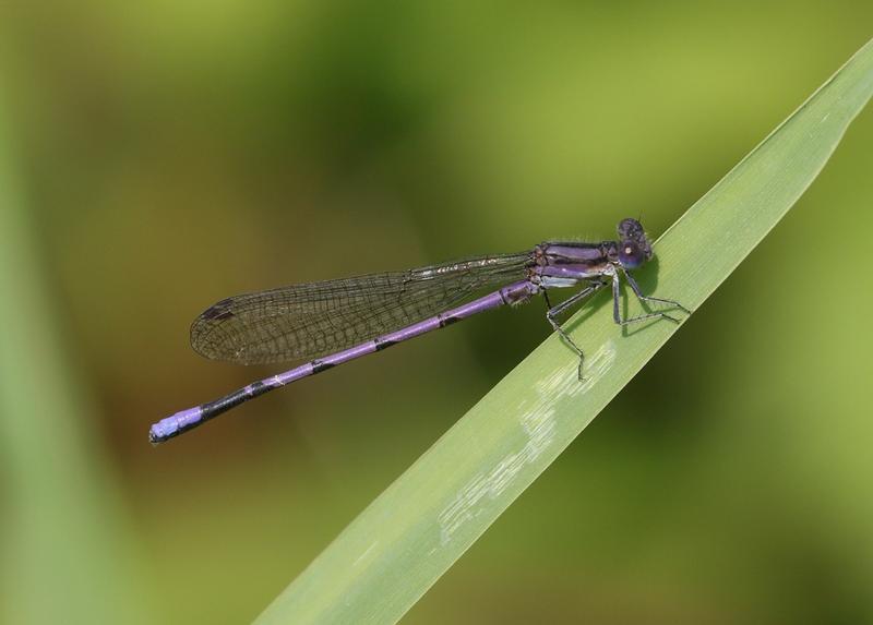 Photo of Variable Dancer (Violet Dancer ssp.)
