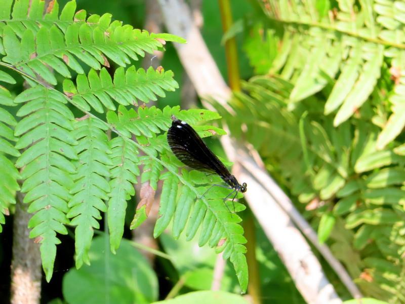 Photo of Ebony Jewelwing