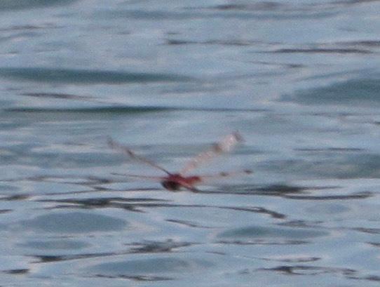 Photo of Calico Pennant
