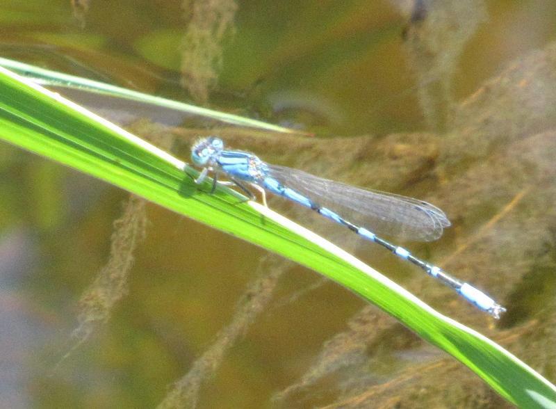 Photo of River Bluet