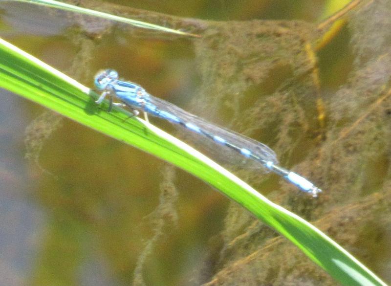 Photo of River Bluet