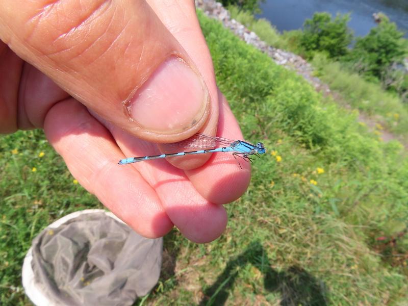 Photo of Tule Bluet