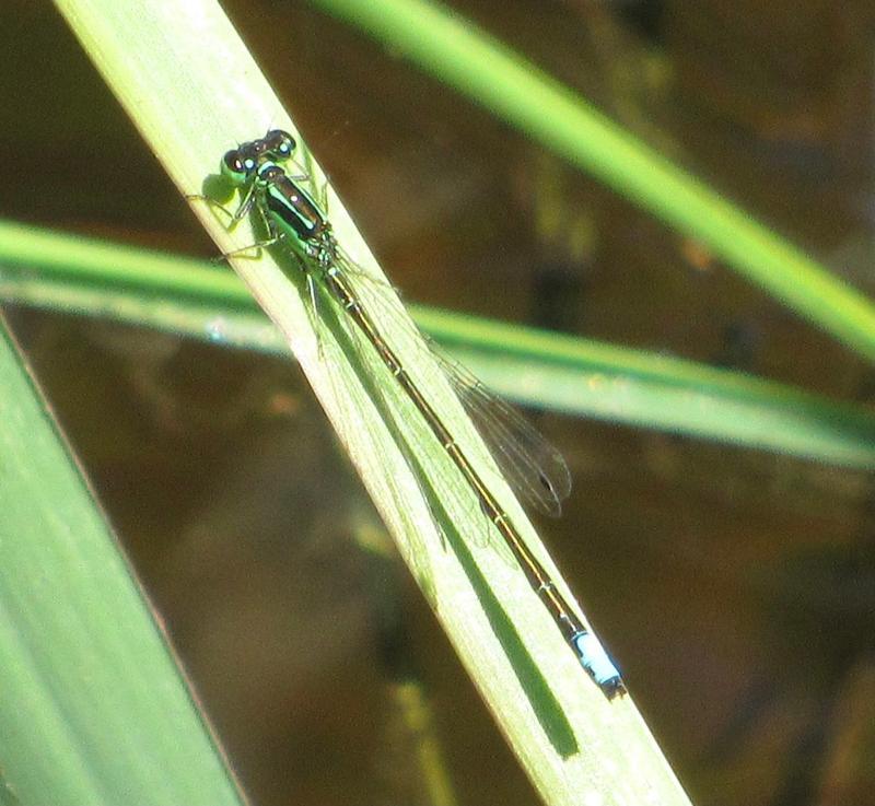 Photo of Eastern Forktail