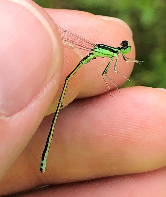 Photo of Eastern Forktail