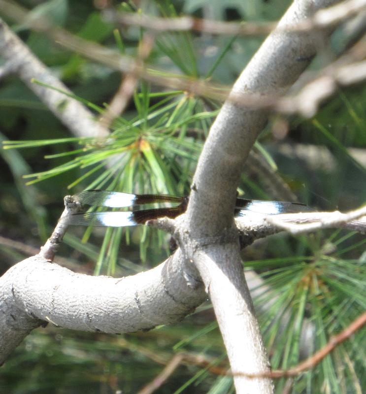 Photo of Widow Skimmer
