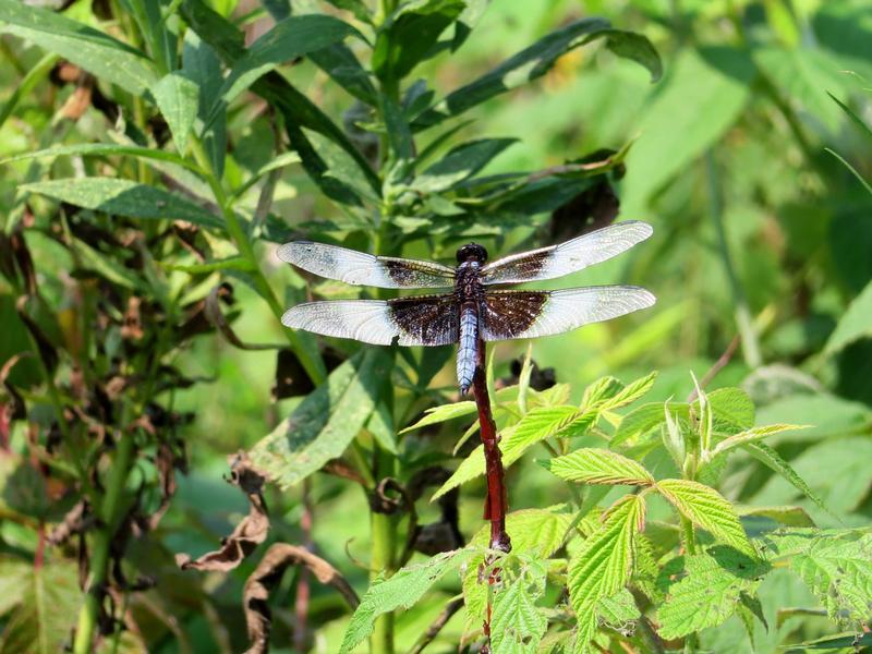 Photo of Widow Skimmer