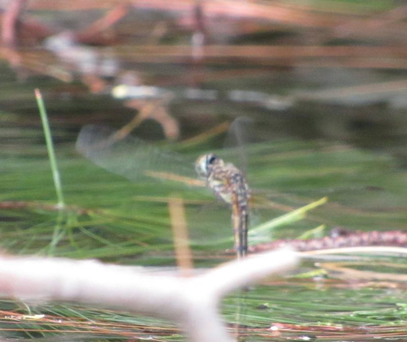 Photo of Blue Dasher