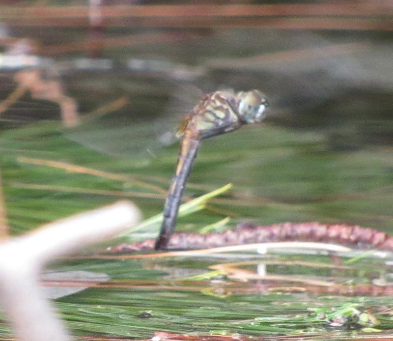 Photo of Blue Dasher