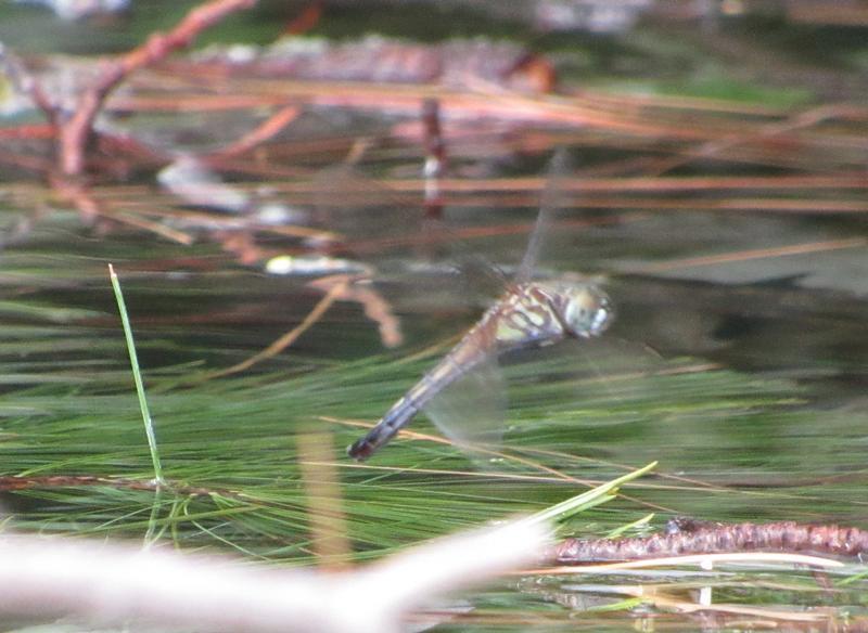 Photo of Blue Dasher