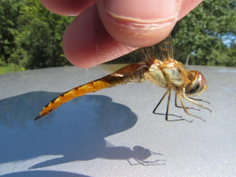 Photo of Wandering Glider