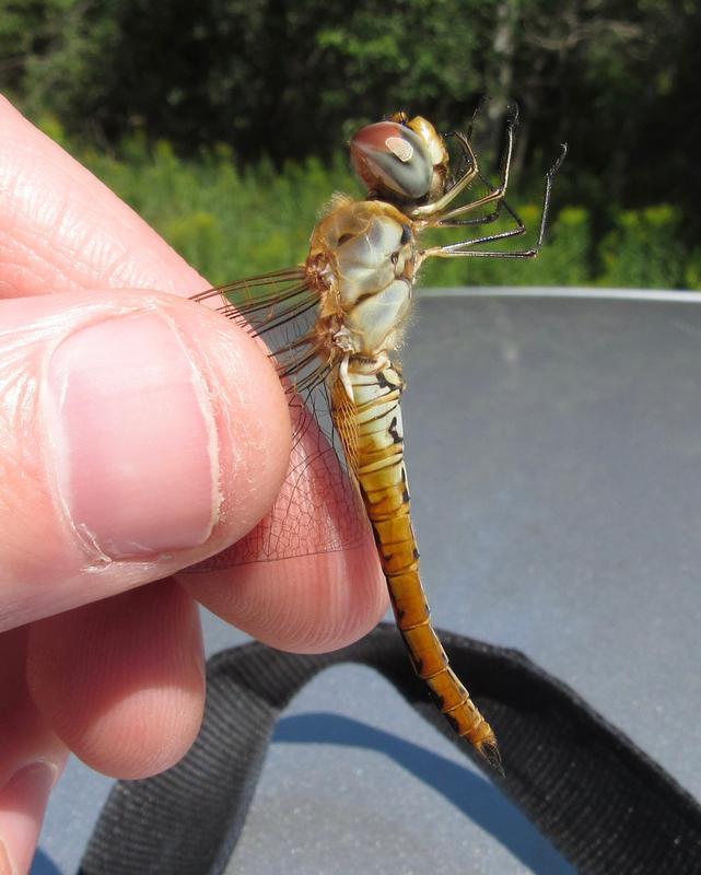 Photo of Wandering Glider