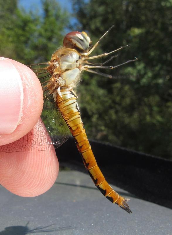 Photo of Wandering Glider