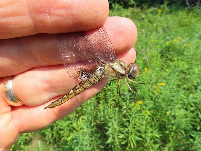 Photo of Spot-winged Glider