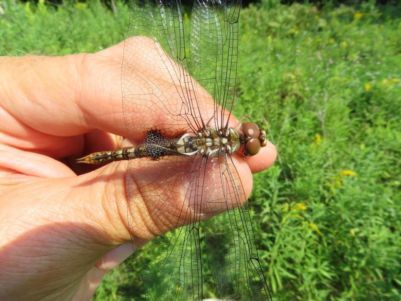 Photo of Spot-winged Glider