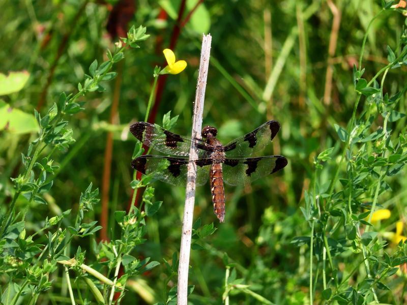 Photo of Common Whitetail