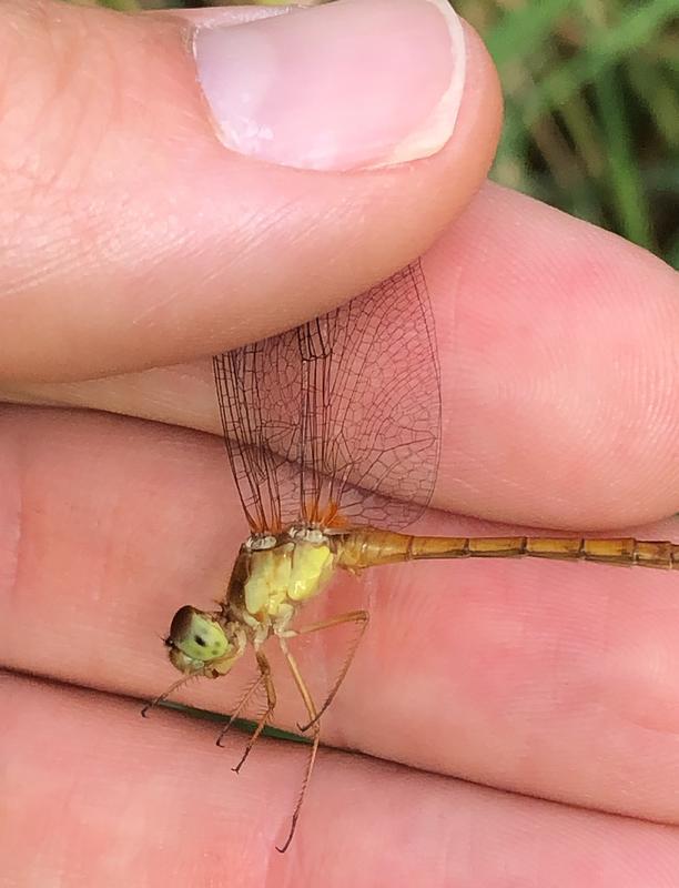 Photo of Autumn Meadowhawk