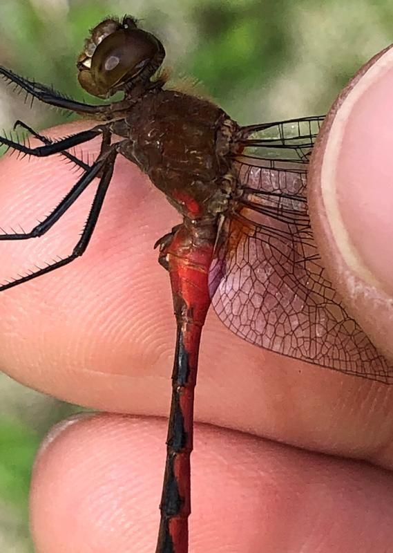 Photo of Ruby Meadowhawk