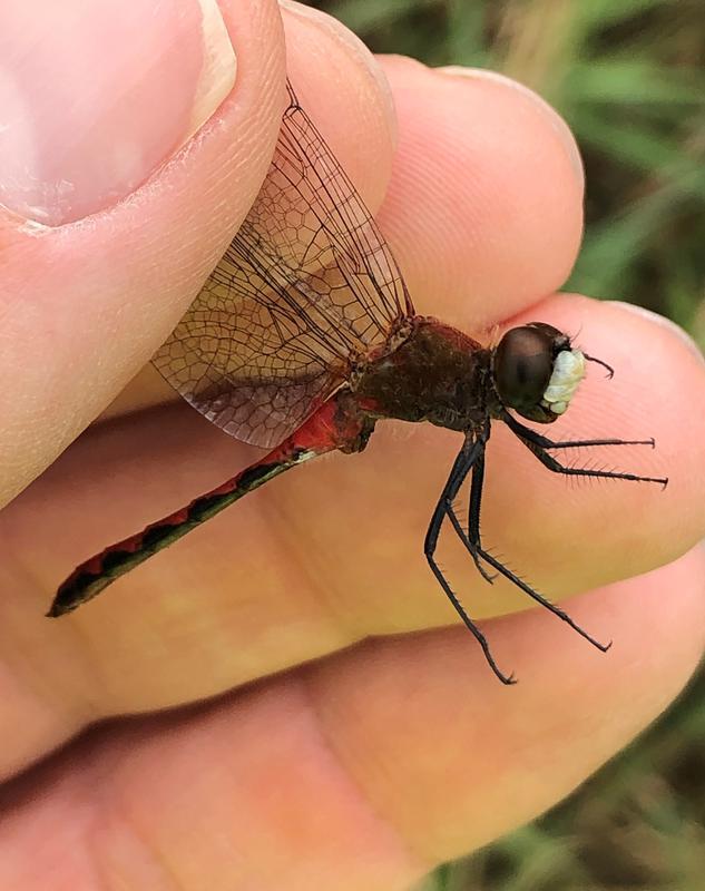 Photo of White-faced Meadowhawk