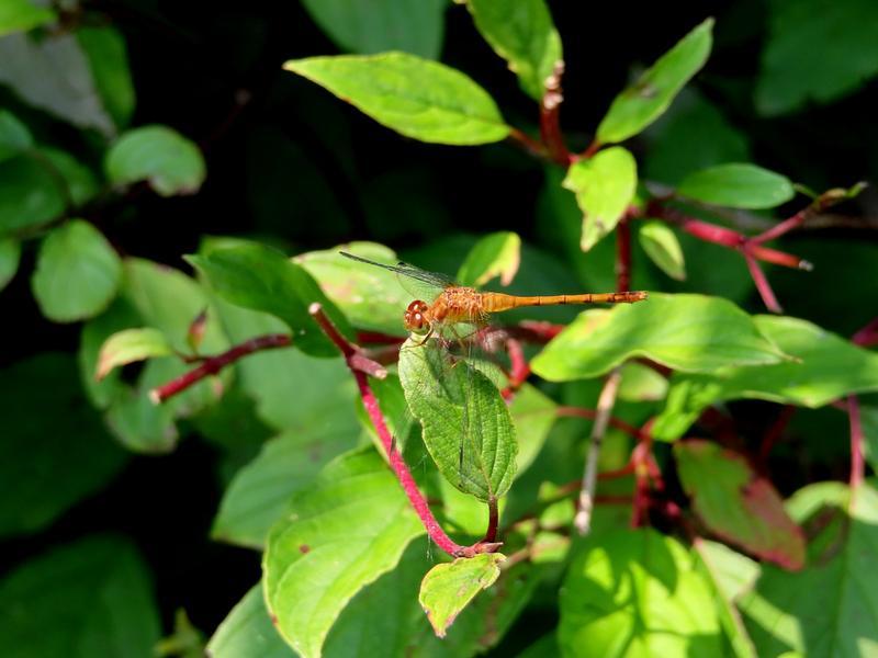 Photo of Autumn Meadowhawk