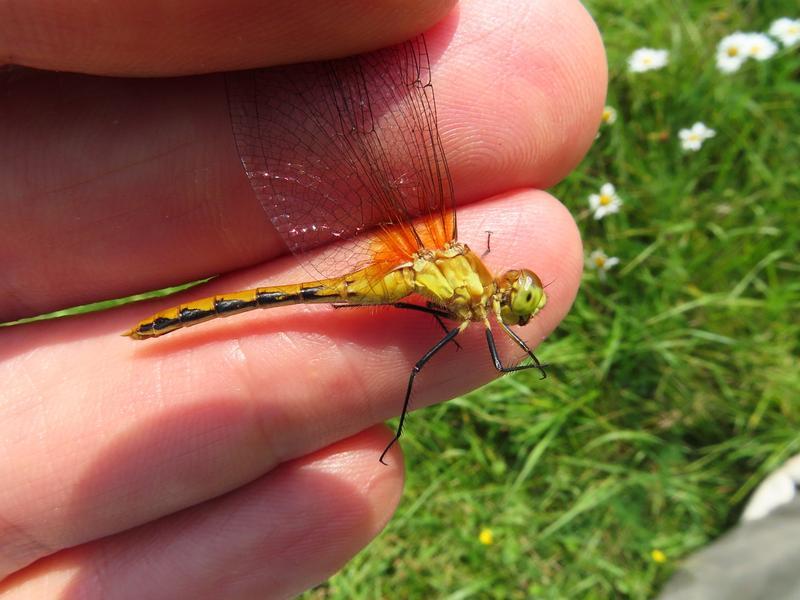 Photo of White-faced Meadowhawk