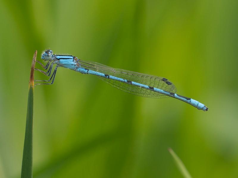 Photo of Familiar Bluet