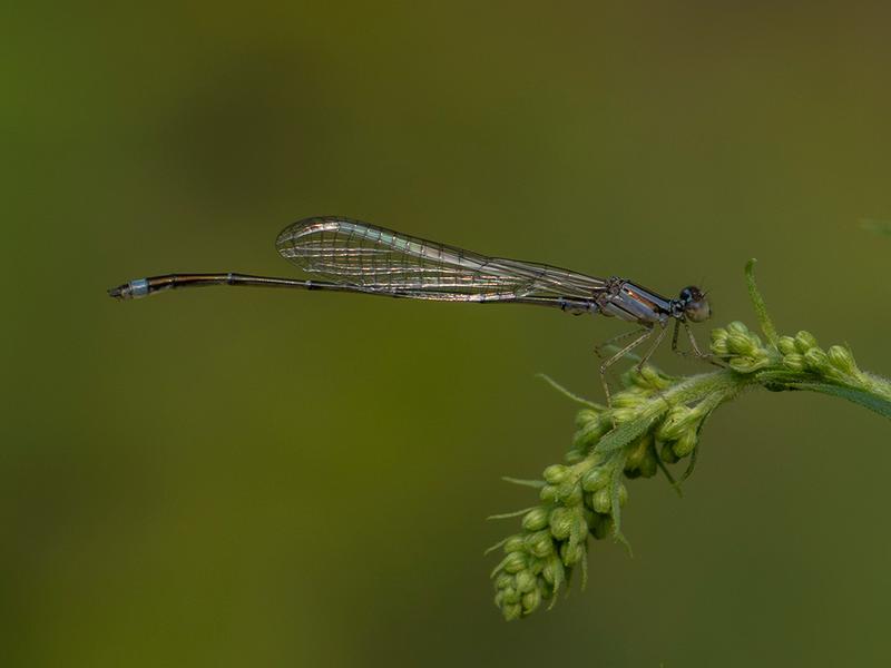 Photo of Orange Bluet