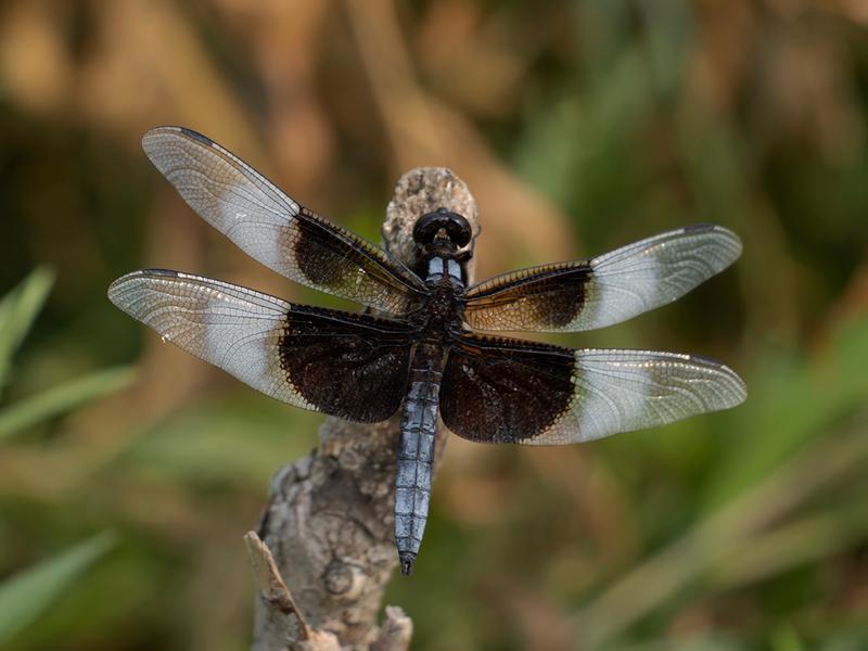 Photo of Widow Skimmer