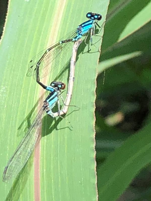 Photo of Skimming Bluet