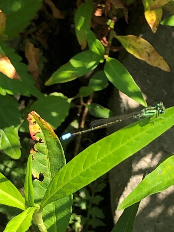 Photo of Eastern Forktail