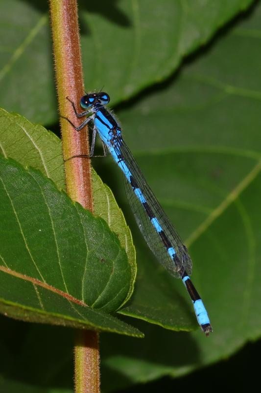 Photo of Tule Bluet