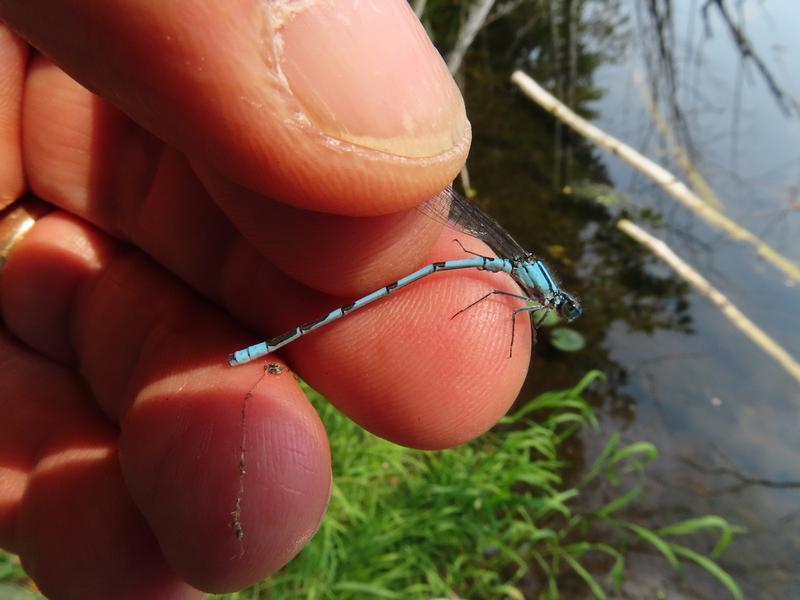 Photo of Hagen's Bluet