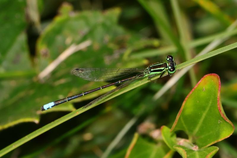 Photo of Eastern Forktail