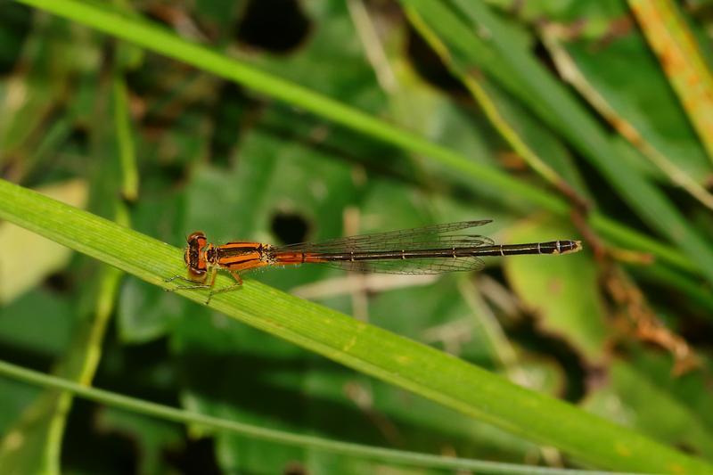 Photo of Eastern Forktail