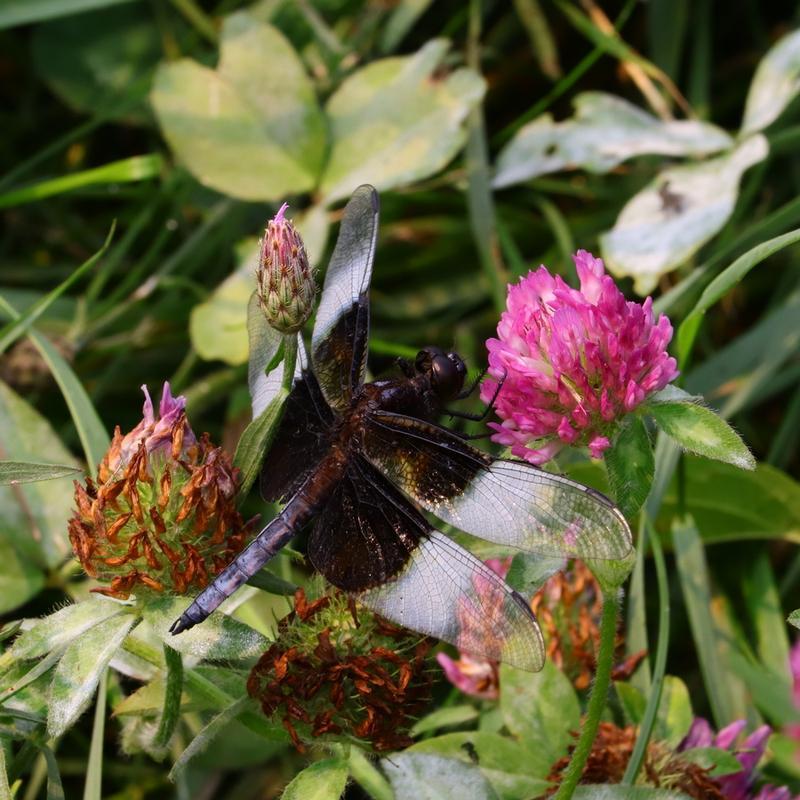 Photo of Widow Skimmer